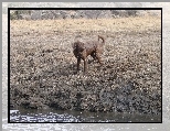 Mokry, Chesapeake Bay retriever